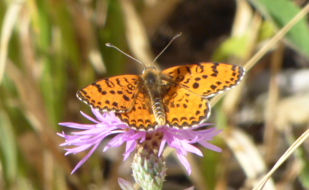 Melitaea dydima, Nymphalidae